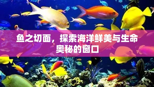 魚之切面，探索海洋鮮美與生命奧秘的窗口