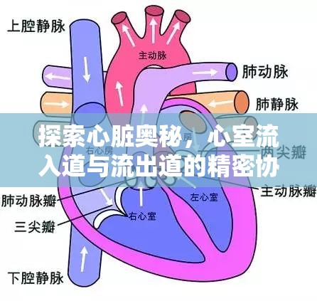 探索心臟奧秘，心室流入道與流出道的精密協(xié)作