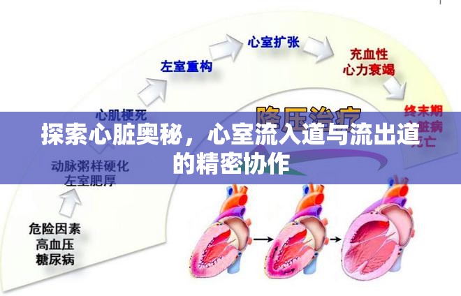 探索心臟奧秘，心室流入道與流出道的精密協(xié)作