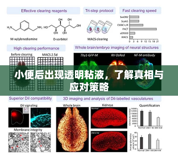 小便后出現(xiàn)透明粘液，了解真相與應(yīng)對策略