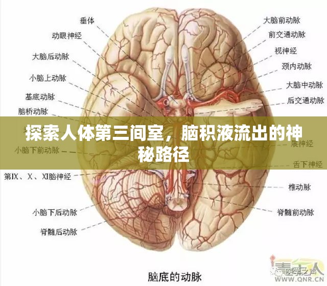 探索人體第三間室，腦積液流出的神秘路徑