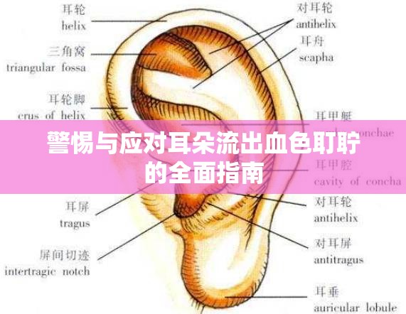 警惕與應(yīng)對(duì)耳朵流出血色耵聹的全面指南