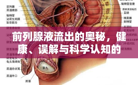 前列腺液流出的奧秘，健康、誤解與科學(xué)認(rèn)知的探索