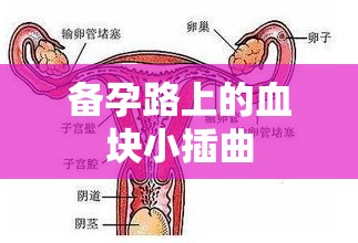 備孕路上的血塊小插曲