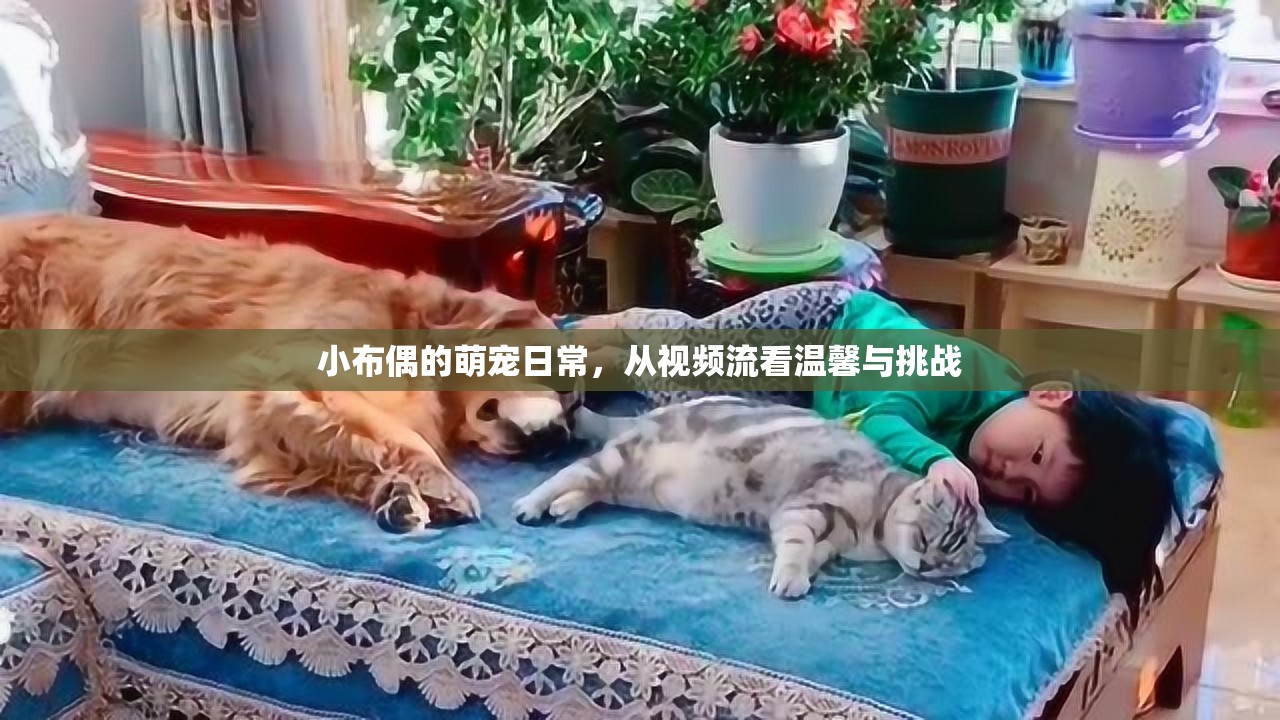 小布偶的萌寵日常，從視頻流看溫馨與挑戰(zhàn)