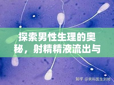 探索男性生理的奧秘，射精精液流出與誤解解析