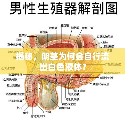 揭秘，陰莖為何會自行流出白色液體？