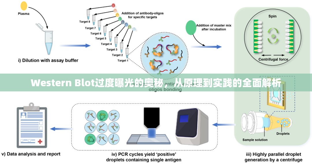 Western Blot過度曝光的奧秘，從原理到實踐的全面解析