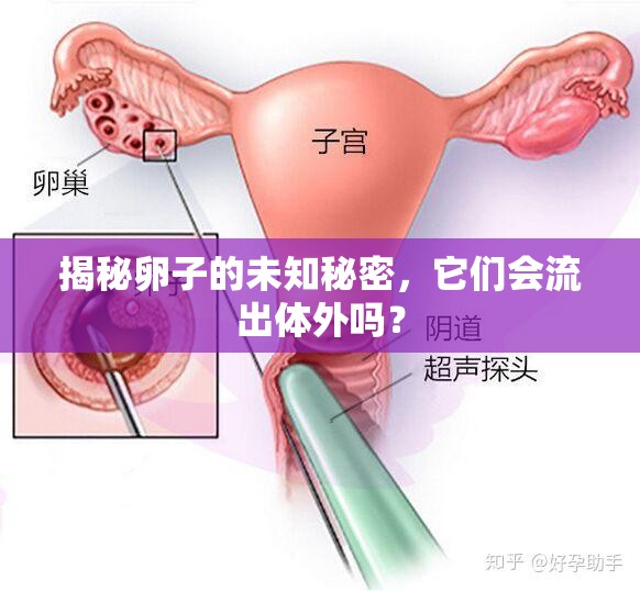 揭秘卵子的未知秘密，它們會(huì)流出體外嗎？