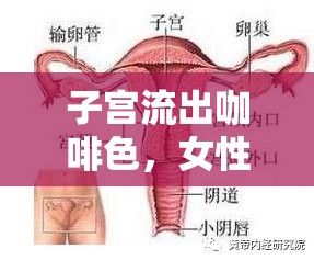 子宮流出咖啡色，女性健康的隱形警報