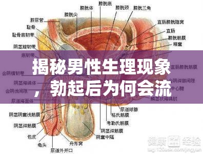 揭秘男性生理現(xiàn)象，勃起后為何會(huì)流出少量精子？