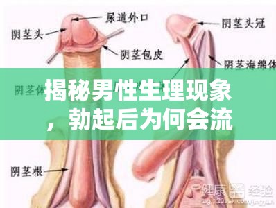 揭秘男性生理現(xiàn)象，勃起后為何會(huì)流出少量精子？