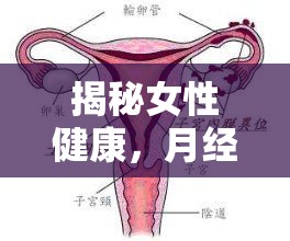 揭秘女性健康，月經(jīng)時流出肉塊的真相