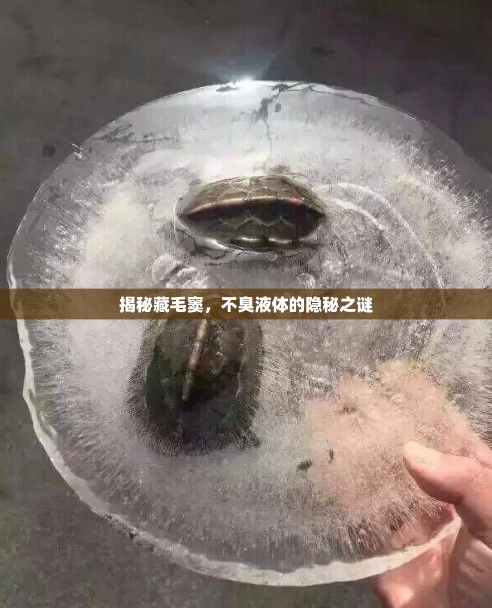 揭秘藏毛竇，不臭液體的隱秘之謎