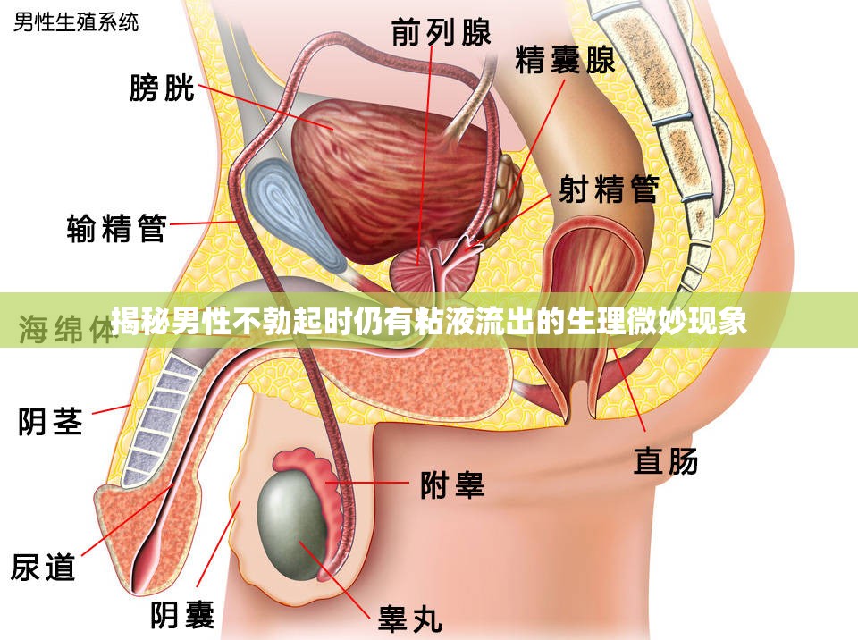 揭秘男性不勃起時仍有粘液流出的生理微妙現(xiàn)象