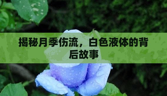 揭秘月季傷流，白色液體的背后故事