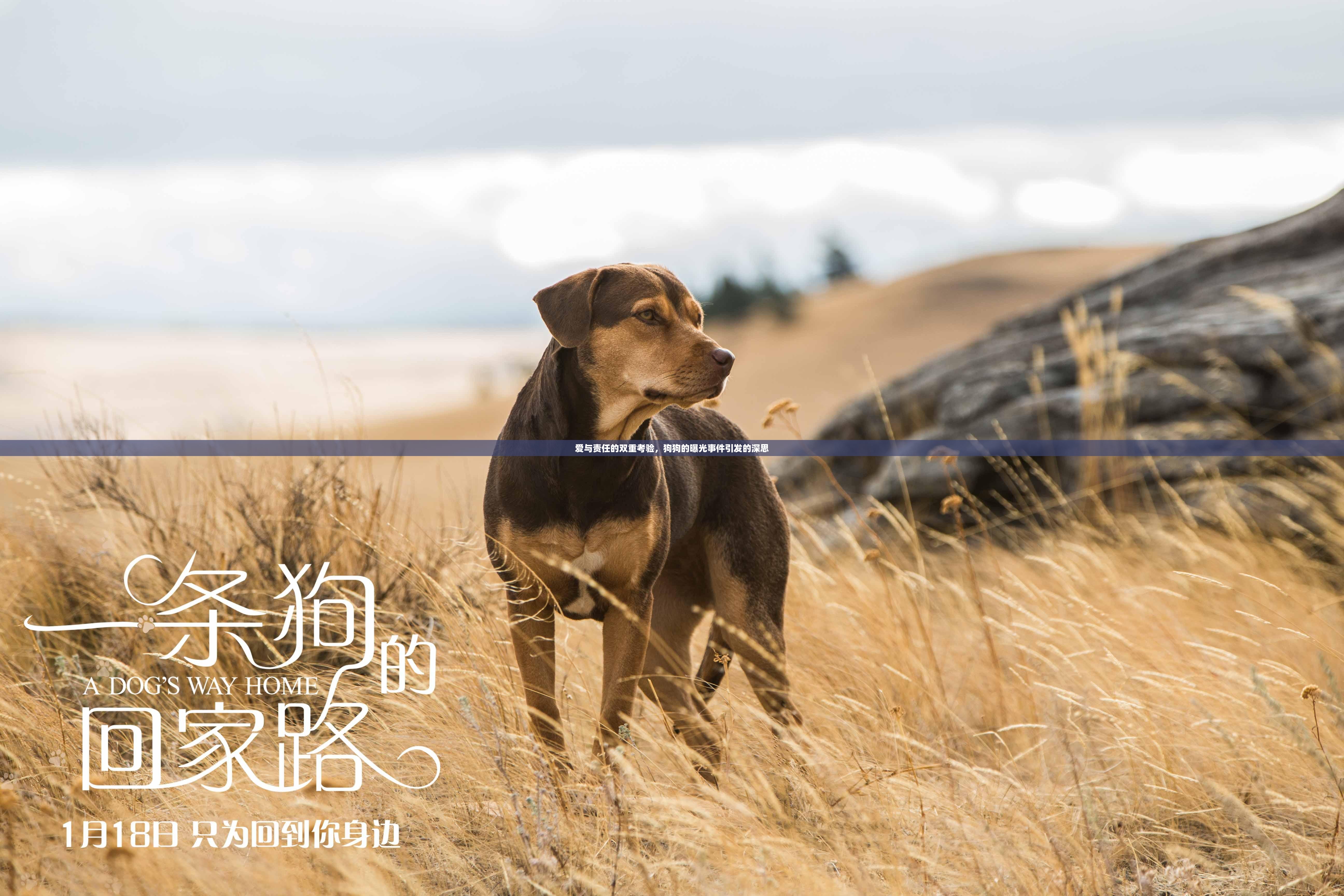 愛與責(zé)任的雙重考驗，狗狗的曝光事件引發(fā)的深思