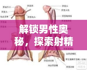 解鎖男性?shī)W秘，探索射精時(shí)流出的奇妙體驗(yàn)