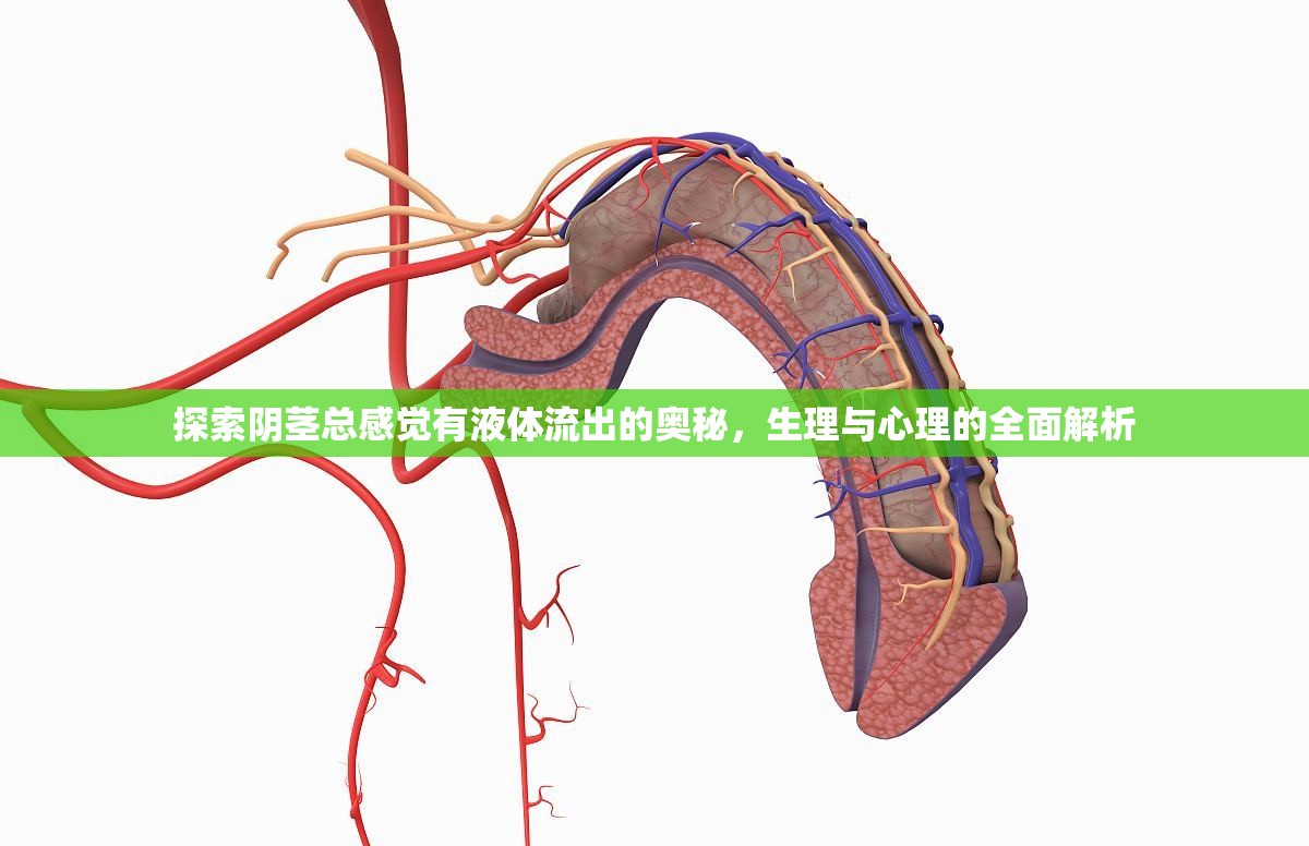 探索陰莖總感覺有液體流出的奧秘，生理與心理的全面解析