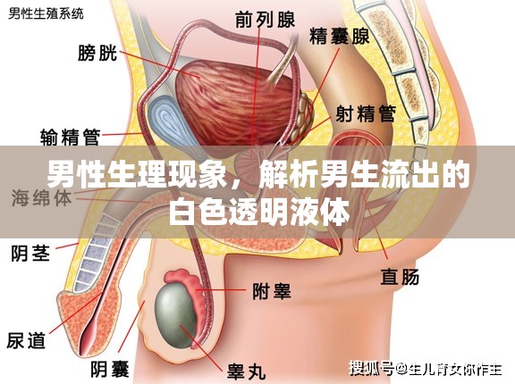 男性生理現(xiàn)象，解析男生流出的白色透明液體