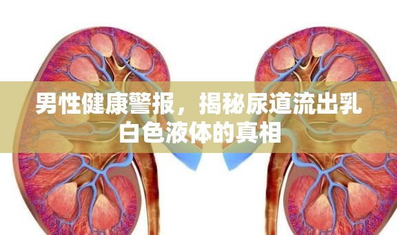 男性健康警報(bào)，揭秘尿道流出乳白色液體的真相