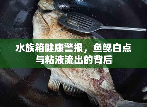 水族箱健康警報(bào)，魚鰓白點(diǎn)與粘液流出的背后