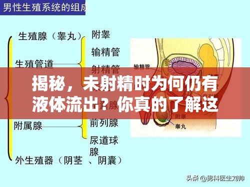 揭秘，未射精時(shí)為何仍有液體流出？你真的了解這些細(xì)節(jié)嗎？