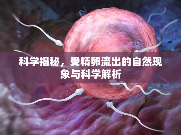 科學(xué)揭秘，受精卵流出的自然現(xiàn)象與科學(xué)解析