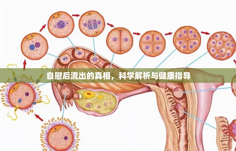 自慰后流出的真相，科學解析與健康指導