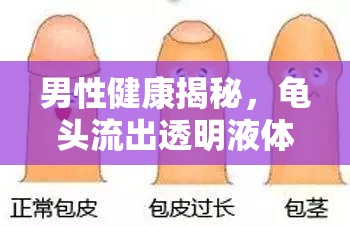 男性健康揭秘，龜頭流出透明液體的真相與解讀