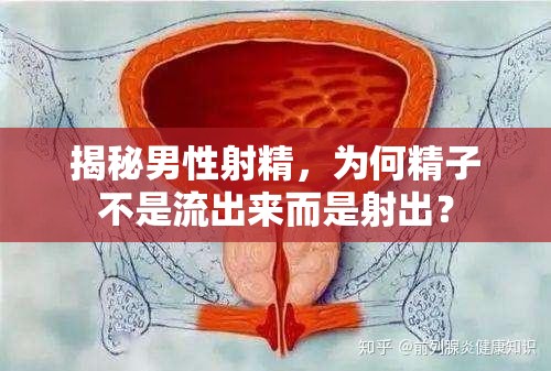 揭秘男性射精，為何精子不是流出來而是射出？