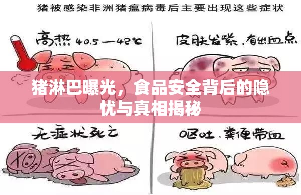 豬淋巴曝光，食品安全背后的隱憂與真相揭秘