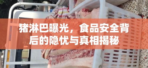 豬淋巴曝光，食品安全背后的隱憂(yōu)與真相揭秘