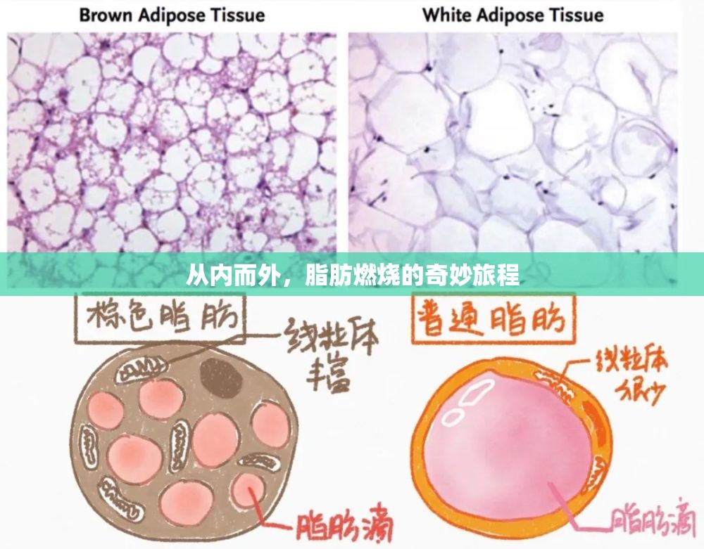 從內(nèi)而外，脂肪燃燒的奇妙旅程