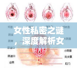 女性私密之謎，深度解析女性私處流出的液體