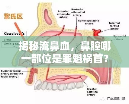 揭秘流鼻血，鼻腔哪一部位是罪魁禍?zhǔn)祝? class=