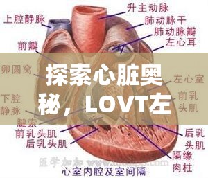 探索心臟奧秘，LOVT左室流出道的奇妙之旅