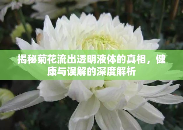 揭秘菊花流出透明液體的真相，健康與誤解的深度解析