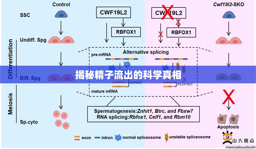 揭秘精子流出的科學(xué)真相