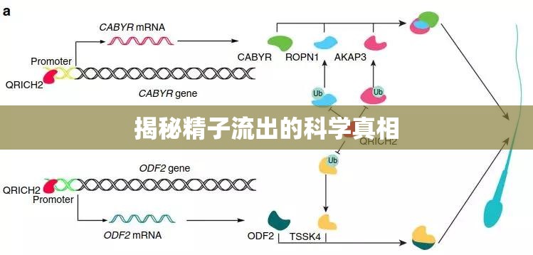 揭秘精子流出的科學(xué)真相