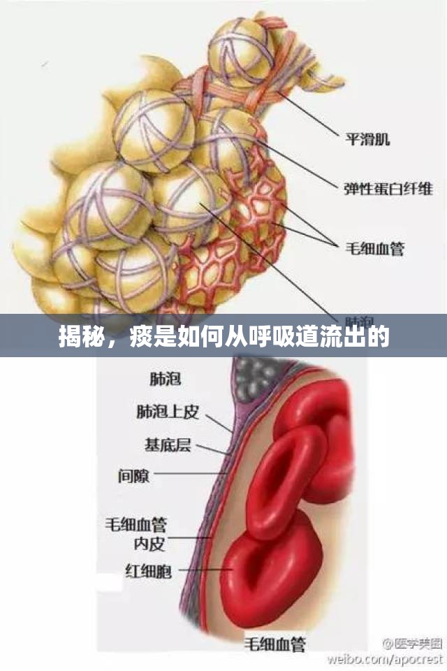 揭秘，痰是如何從呼吸道流出的