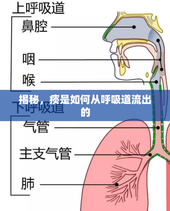 揭秘，痰是如何從呼吸道流出的