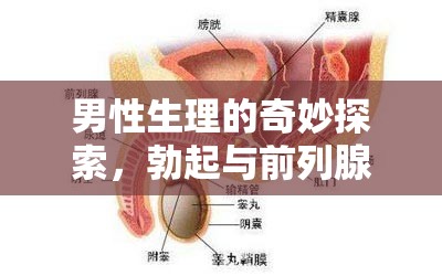 男性生理的奇妙探索，勃起與前列腺液的奧秘之旅