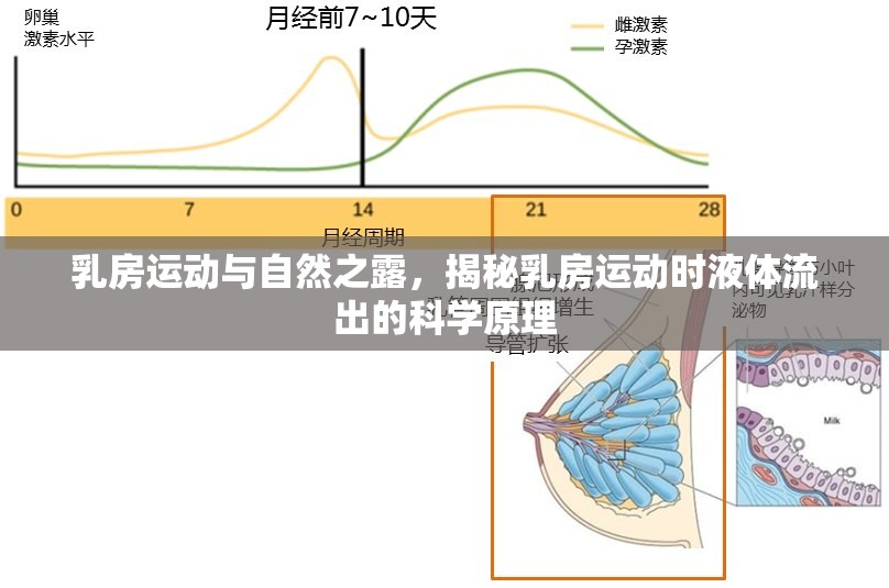 乳房運(yùn)動(dòng)與自然之露，揭秘乳房運(yùn)動(dòng)時(shí)液體流出的科學(xué)原理