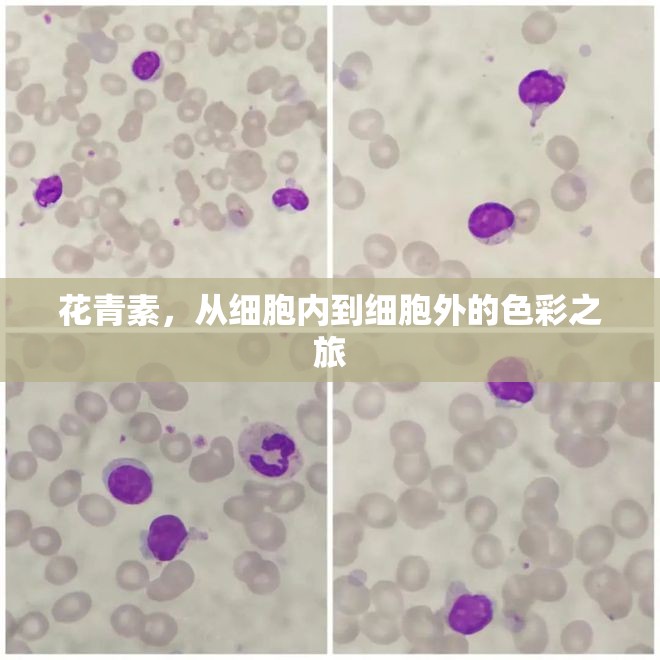 花青素，從細胞內(nèi)到細胞外的色彩之旅