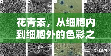 花青素，從細胞內(nèi)到細胞外的色彩之旅