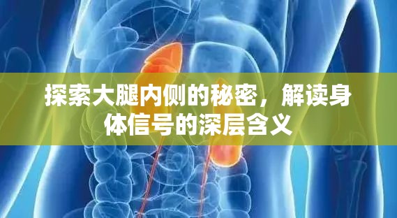 探索大腿內(nèi)側(cè)的秘密，解讀身體信號的深層含義