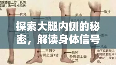 探索大腿內(nèi)側(cè)的秘密，解讀身體信號(hào)的深層含義