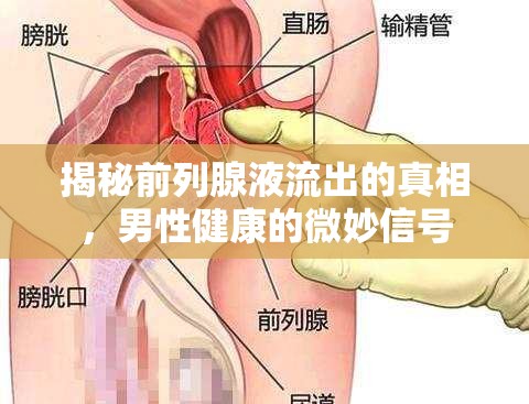 揭秘前列腺液流出的真相，男性健康的微妙信號