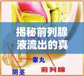 揭秘前列腺液流出的真相，男性健康的微妙信號